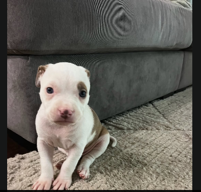 Apex Bully Kennels Texas